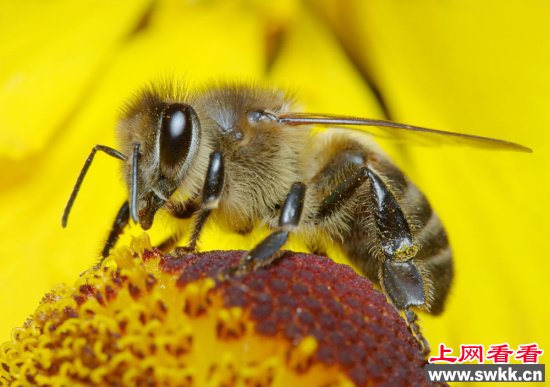 小蜜蜂惹大祸：卡入飞机关键部件迫使航班返航