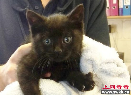 福大命大！小猫被丢入碎纸机后毫发无损爬出