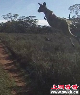 惊人一跃！袋鼠撞车瞬间跳起越过疾驰汽车（图）