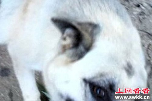 德国牧羊犬耳朵现希特勒肖像照片引网友热议（图）