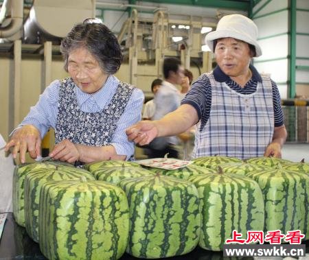 日本方形西瓜开始发售每只合人民币500元（图）