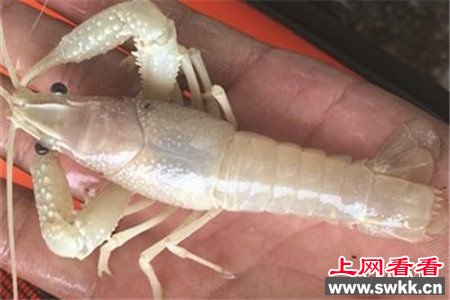 湖北现蓝白小龙虾