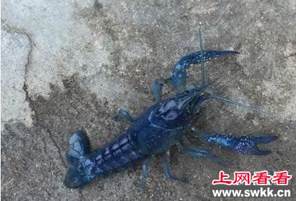 湖北现蓝白小龙虾