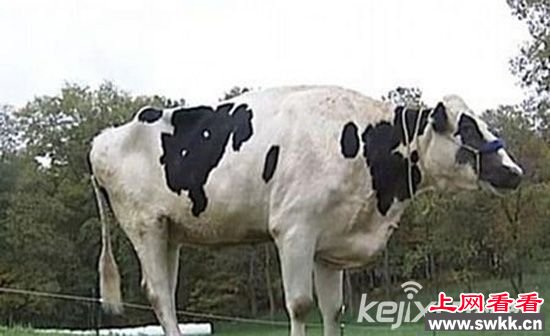 美国农场现世界最高奶牛 身高近两米破纪录
