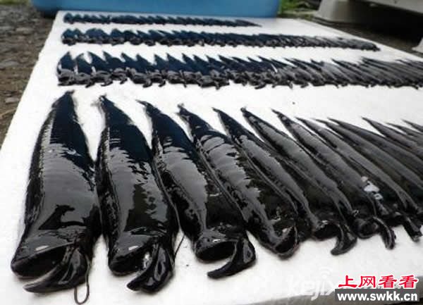 日本捕获百条罕见深海巨口鱼 深海物种变异？