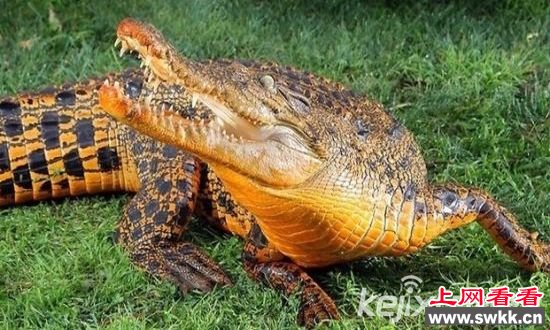 盘点自然界罕见颜色变异动物 鳄鱼竟然是橙色的！