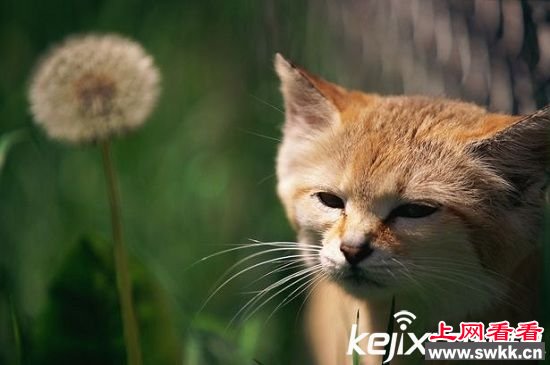 非洲沙猫被滥捕濒临灭绝 形象呆萌可爱成致命原因
