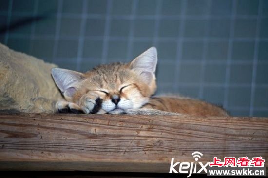 非洲沙猫被滥捕濒临灭绝 形象呆萌可爱成致命原因