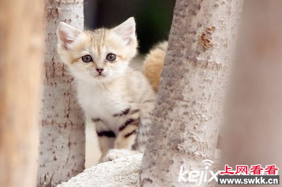 非洲沙猫被滥捕濒临灭绝 形象呆萌可爱成致命原因