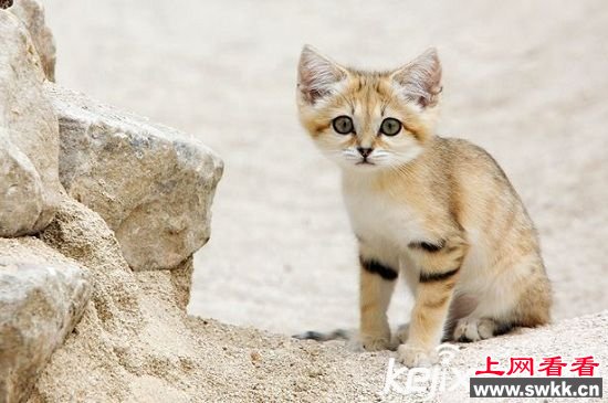 非洲沙猫被滥捕濒临灭绝 形象呆萌可爱成致命原因
