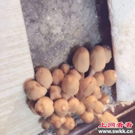 123万买精装新房剪开壁纸全是毒蘑菇