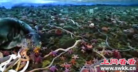 南极巨虫属于纽形动物类(Nemertine worms)，又叫鞋带或者丝带虫，属于纽形动物门.一些种类属食腐动物，但是大部分都是非常贪婪的掠食动物，它们利用从口腔射出的长长的鼻状物捕食.根据南极巨虫南极巨虫种类不同，它们的鼻状物可能有毒，或者可以分泌粘性液体.在南极，这种海虫经常以蚌和甲壳动物为食.