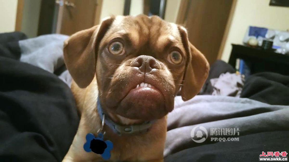 不爽狗Earl表情夸张