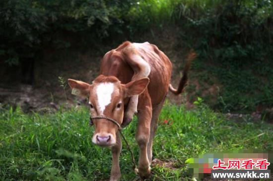 巴中南江县惊现五脚牛 左肩胛骨附近长出第五只脚【组图】