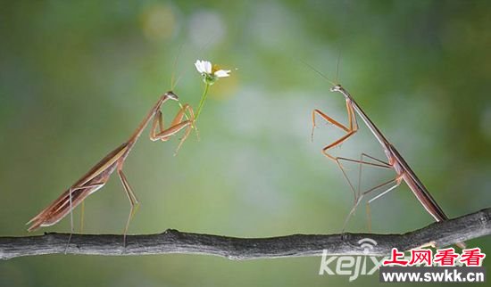 螳螂也会玩浪漫 手捧鲜花向异性求爱