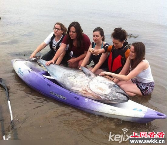 英国5名女大学生意外捡到价值700万蓝鳍金枪鱼