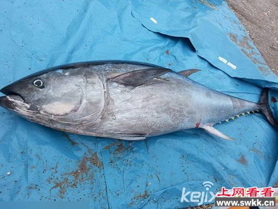 英国5名女大学生意外捡到价值700万蓝鳍金枪鱼
