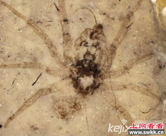 世上八大珍贵化石 可吞食恐龙的史前巨蟒