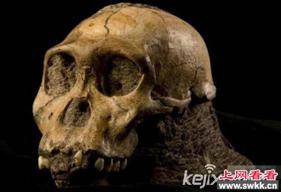 世上八大珍贵化石 可吞食恐龙的史前巨蟒