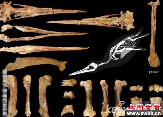 世上八大珍贵化石 可吞食恐龙的史前巨蟒