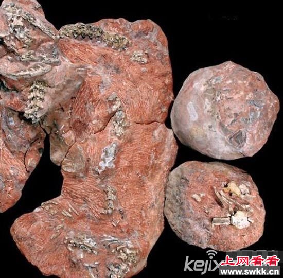 世上八大珍贵化石 可吞食恐龙的史前巨蟒