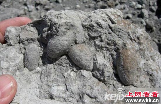 世上八大珍贵化石 可吞食恐龙的史前巨蟒