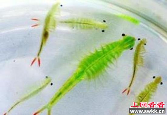 沧州疑现仙女虾