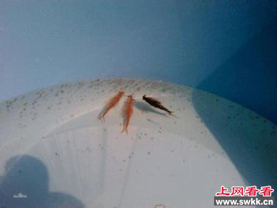 沧州疑现仙女虾
