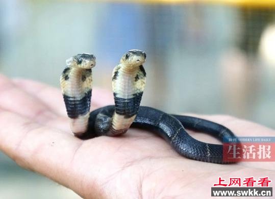 双头蛇打架厮咬