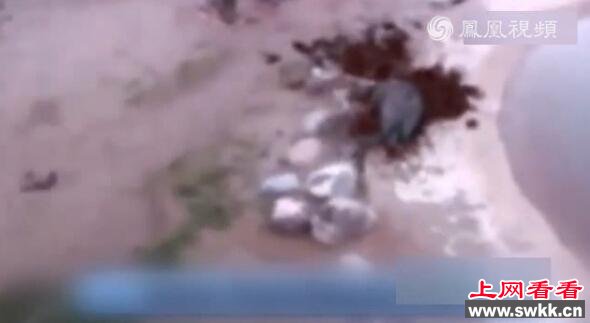 大象吃下不明物体后爆炸 瞬间变成一滩血水(组图)