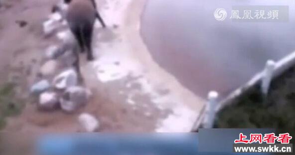 大象吃下不明物体后爆炸 瞬间变成一滩血水(组图)