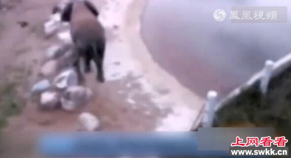 大象吃下不明物体后爆炸 瞬间变成一滩血水(组图)