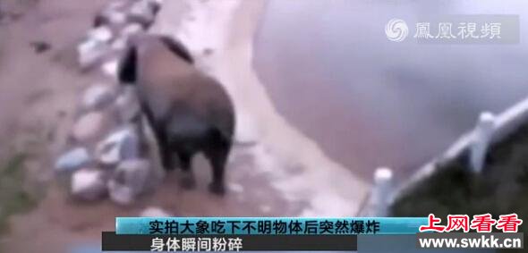 大象吃下不明物体后爆炸 瞬间变成一滩血水(组图)
