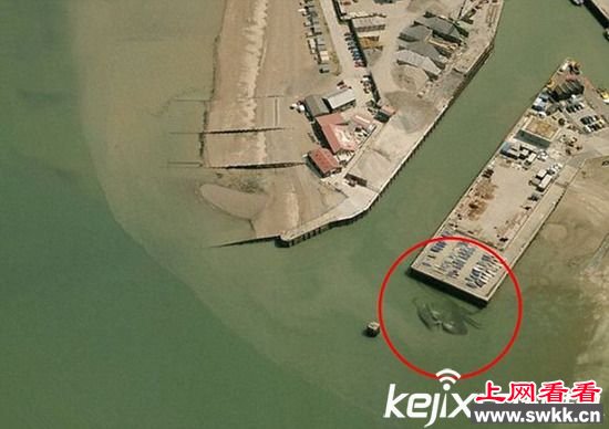 巨蟹座原来是真的 50英尺巨型螃蟹现在英国码头