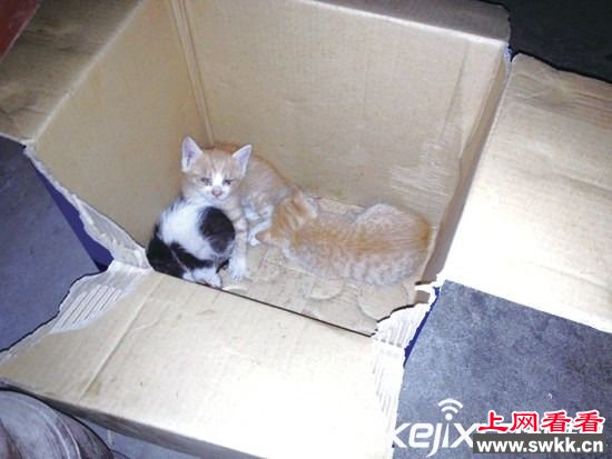 这个世界真是逆天了 老鼠咬死三只猫
