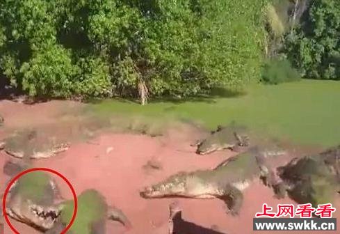 鳄鱼咬掉同伴前腿太残忍 盘点那些狠心的父母