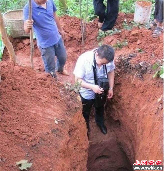 寺庙翻修地下挖出白蚁 蚁后已超过40岁
