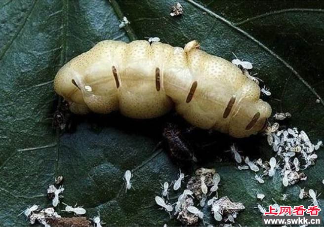 寺庙翻修地下挖出白蚁 蚁后已超过40岁
