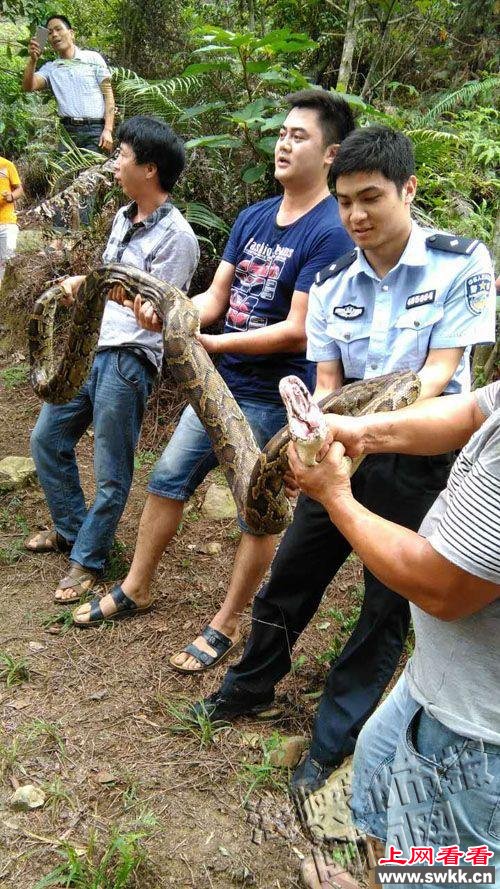 福建泉州发现4米长蟒蛇被制服时正吃山羊