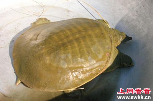 湖北现罕见甲鱼
