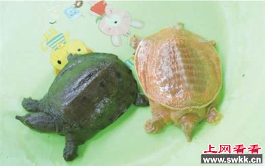 湖北现罕见甲鱼