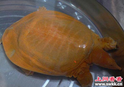 湖北现罕见甲鱼