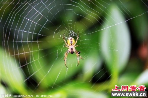 女子耳内夹出蜘蛛 昆虫入耳怎么办？