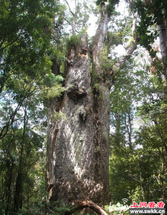 盘点世界十大“千年古树” 最长可追溯至4000年前