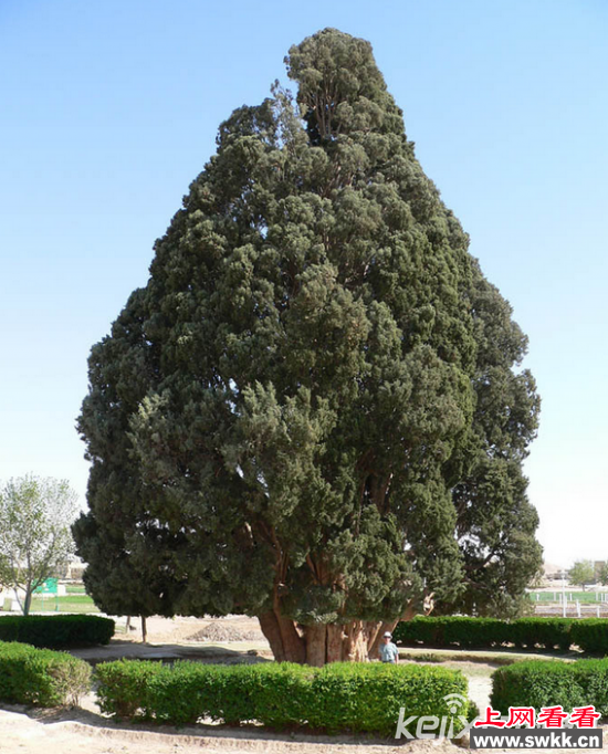 盘点世界十大“千年古树” 最长可追溯至4000年前