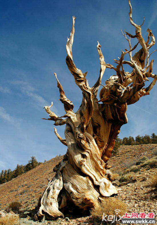 盘点世界十大“千年古树” 最长可追溯至4000年前