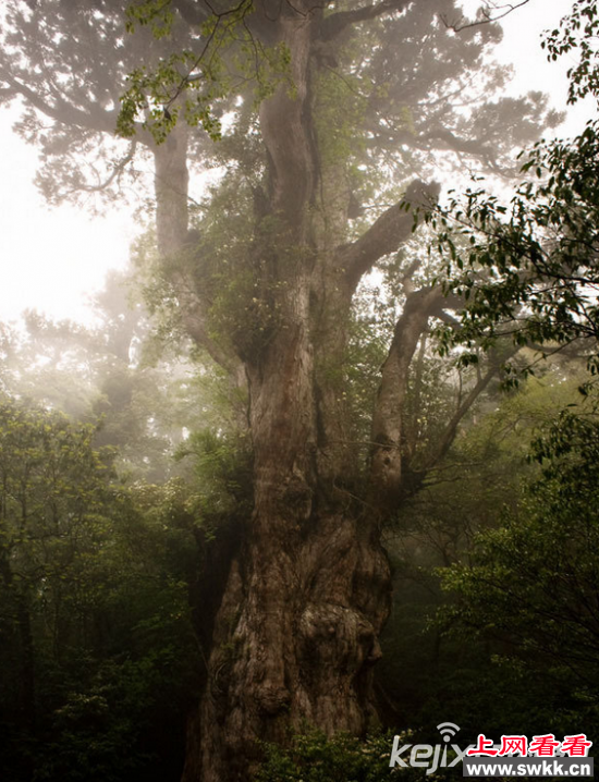 盘点世界十大“千年古树” 最长可追溯至4000年前