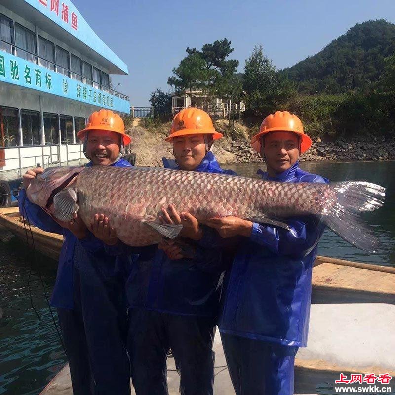 杭州千岛湖捕到180斤大鱼王