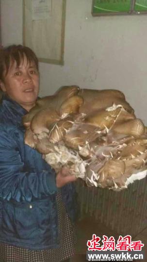 新疆罕见野生杨树菇5.2公斤 半月疯长直径达到40厘米
