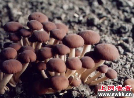 新疆罕见野生杨树菇5.2公斤 半月疯长直径达到40厘米